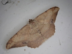 Luxiaria amasa