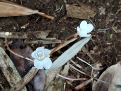 Didymoplexis pallens