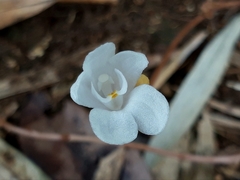 Didymoplexis pallens