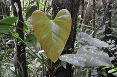 Anthurium roseospadix
