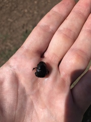 Phanaeus triangularis