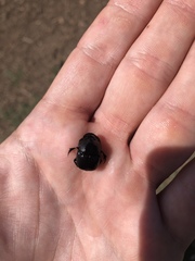 Phanaeus triangularis