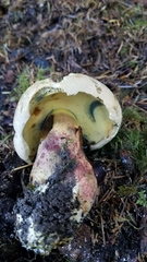 Caloboletus rubripes