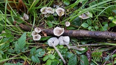 Mycena quiniaultensis