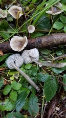 Mycena quiniaultensis