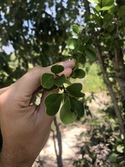 Sideroxylon obovatum