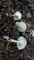 Spodocybe trulliformis