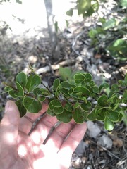 Sideroxylon obovatum