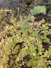 Ribes roezlii roezlii