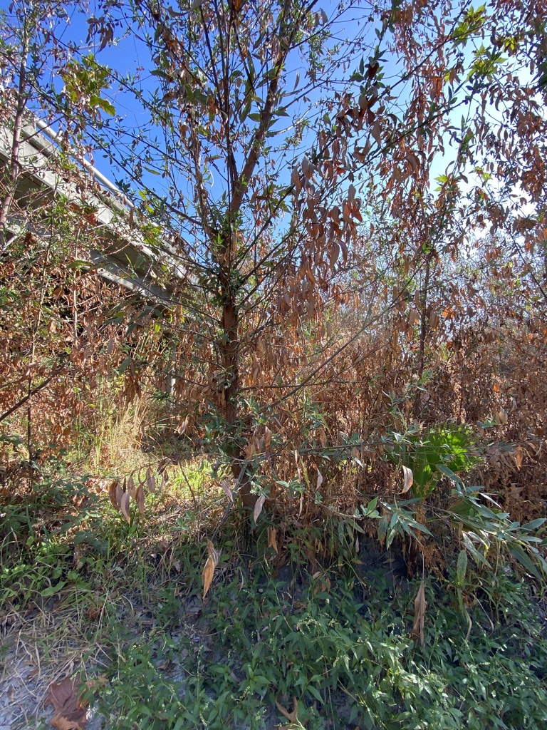 plants from Capitol Expressway Auto Mall, San Jose, CA, US on October 24, 2020 at 1016 AM by