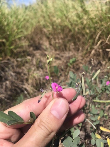 Anil racimillo (Tephrosia senna)