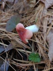 Russula cessans