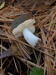 Russula cessans