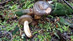 Lactarius kauffmanii