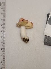 Russula cessans