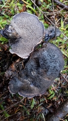 Hydnellum fuscoindicum