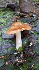 Cortinarius armeniacus