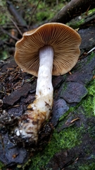 Cortinarius armeniacus