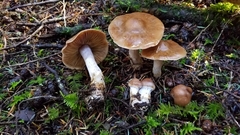 Cortinarius armeniacus