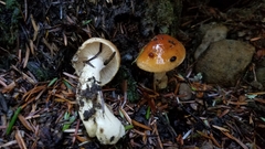 Phlegmacium variosimile