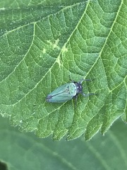 Chlorogonalia losoplanensis