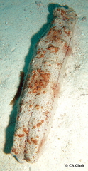 Thelenota anax