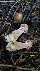 Cortinarius solis-occasus