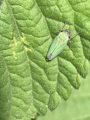 Chlorogonalia losoplanensis