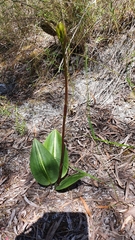 Cryptostylis ovata