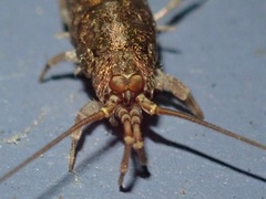 Pedetontus saltator
