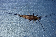 Pedetontus saltator