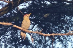 Picus squamatus