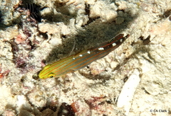 Koumansetta rainfordi