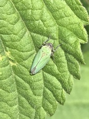 Chlorogonalia losoplanensis