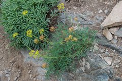 Lomatium brandegeei