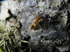 Camponotus zonatus