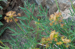 Lomatium brandegeei