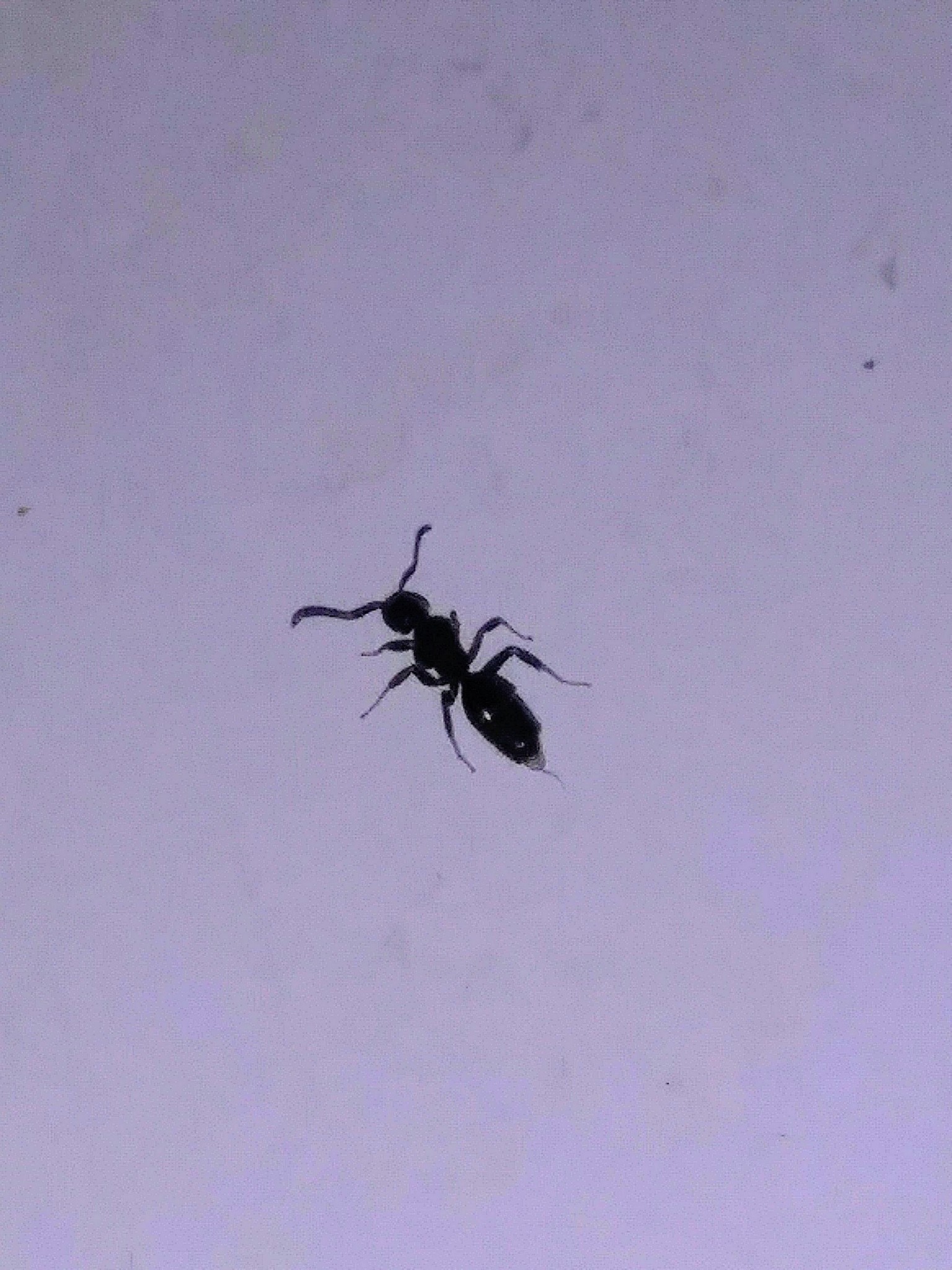 Technomyrmex difficilis