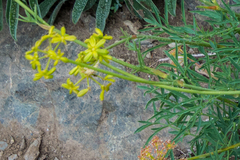 Lomatium brandegeei