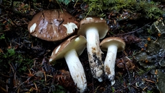 Suillus punctatipes