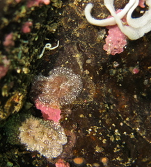 Goniodoris castanea