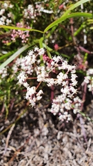 Platysace compressa
