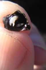 Pagurus novizealandiae