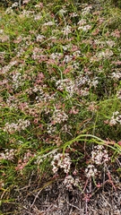 Platysace compressa