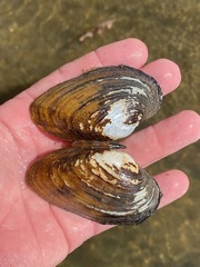 Ptychobranchus foremanianus