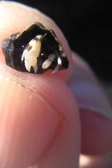 Pagurus novizealandiae