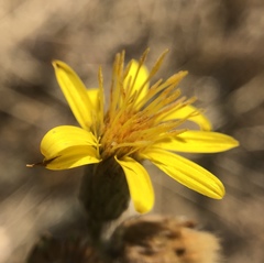 Heterotheca sessiliflora echioides
