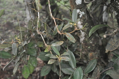 Maxillaria repens