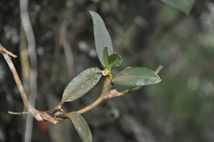 Maxillaria repens