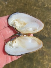 Ptychobranchus foremanianus